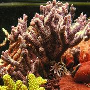Purple Digitata