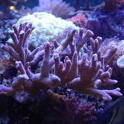 Purple Digitata