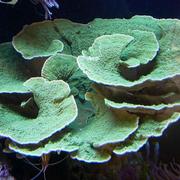 Green Montipora Cap