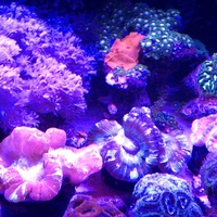 Ecoxotic 48" Stunner Strip light Review