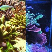 The importance of White Balance in tank Photography