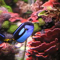 Hippo Tang