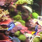 Hippo Tang
