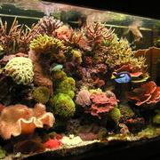 Aquarium