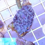 acan.jpg