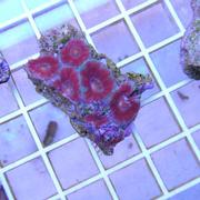 acans3.jpg