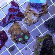 acans.jpg
