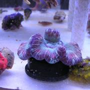 bluewellso.jpg