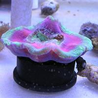 Brain Eating
