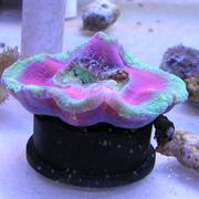Brain Eating