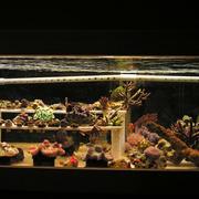 65 Gallon Frag Tank