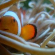 Ocellaris clownfish