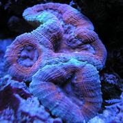 Orange/Blue Lobophyllia