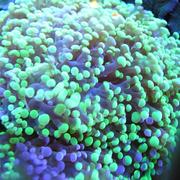 Frog Spawn