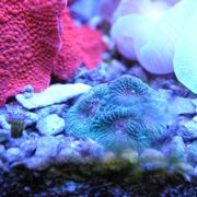 Pink Death Favia