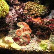 Orange/Blue Lobophyllia