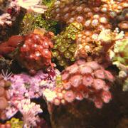 Zoanthids
