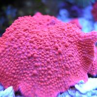 Neon Orange Mushroom