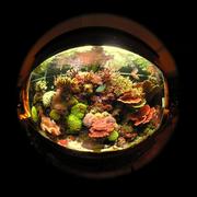 fish1.JPG
