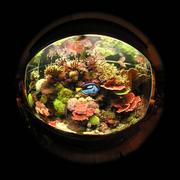 fish3.JPG