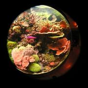 fish6.JPG