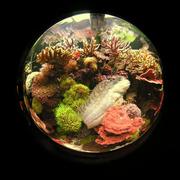 fish7.JPG