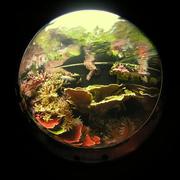 fish9.JPG