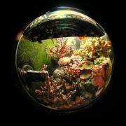 fish12.JPG