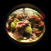 fish15.JPG