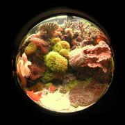 fish17.JPG
