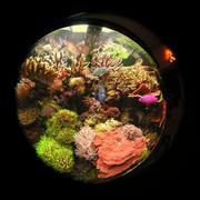 fish20.JPG