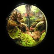 Fish Eye Lens