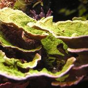 montipora capricornis