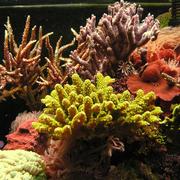 SPS Mix